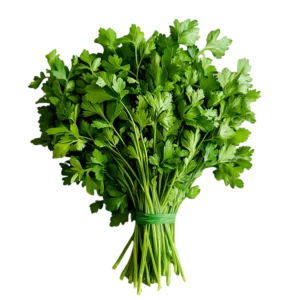 Cilantro