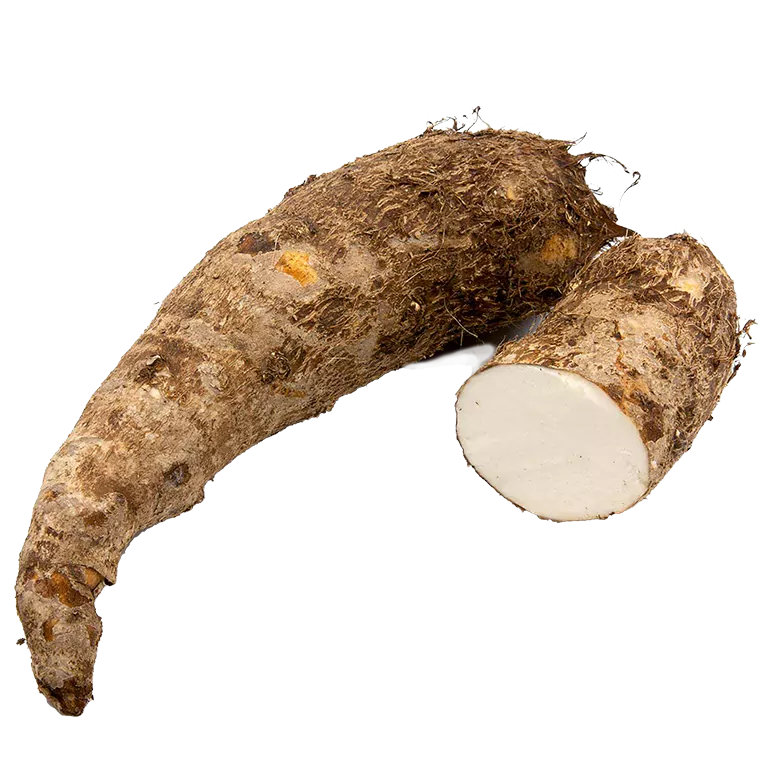 White Yautia